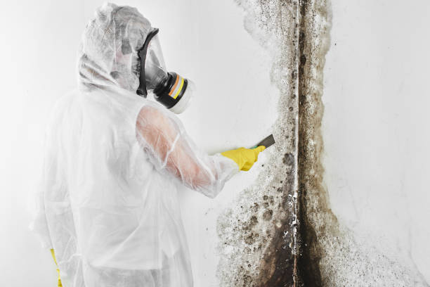 Best Mold Removal Company Near Me  in Greenville, NC