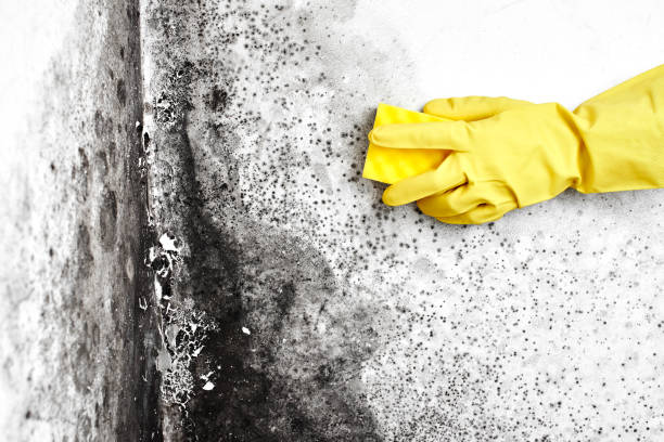 Best Black Mold Removal  in Greenville, NC
