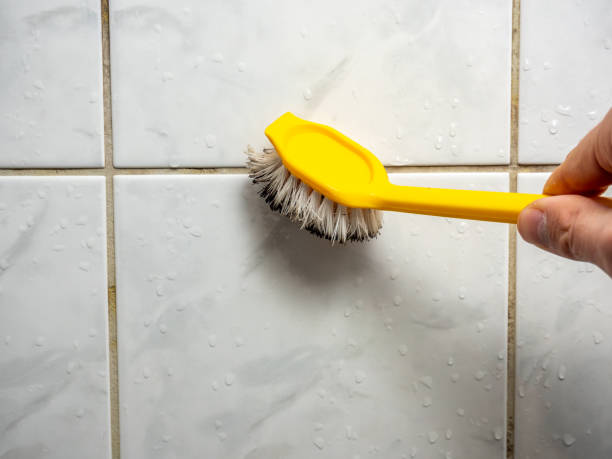 Trusted Greenville, NC Mold Removal Experts