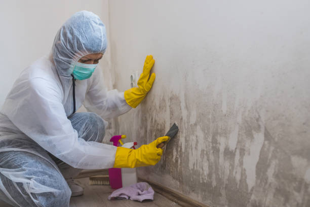 Best Commercial Mold Removal  in Greenville, NC