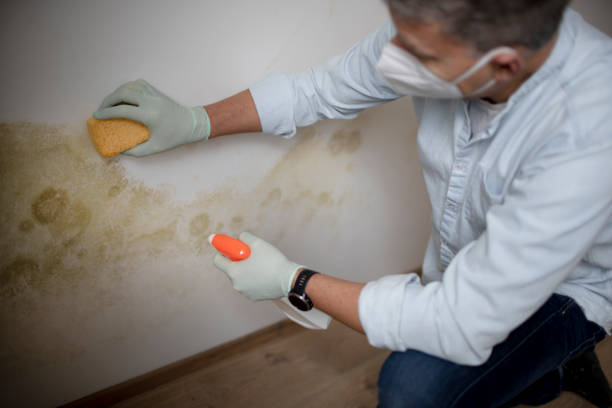 Best Affordable Mold Removal  in Greenville, NC
