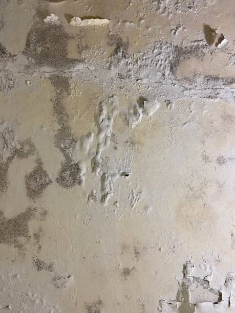Best Office Mold Removal Services  in Greenville, NC