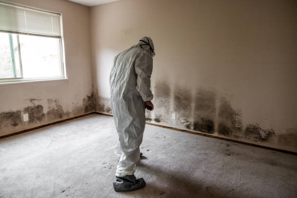  Greenville, NC Mold Removal Pros