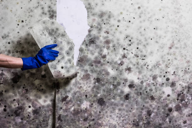 Attic Mold Removal in Greenville, NC